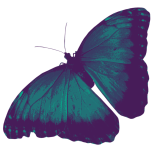 butterfly-right-background