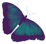 butterfly-left-background