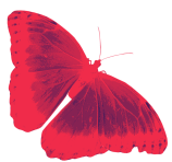 butterfly-left